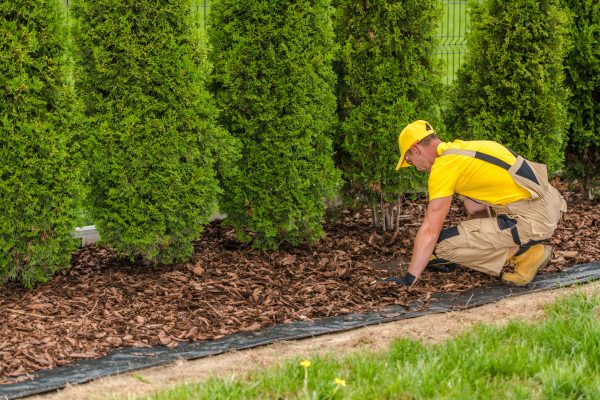 A gardener is kneeling on the ground, spreading mulch around plants in a lush garden under bright sunlight.